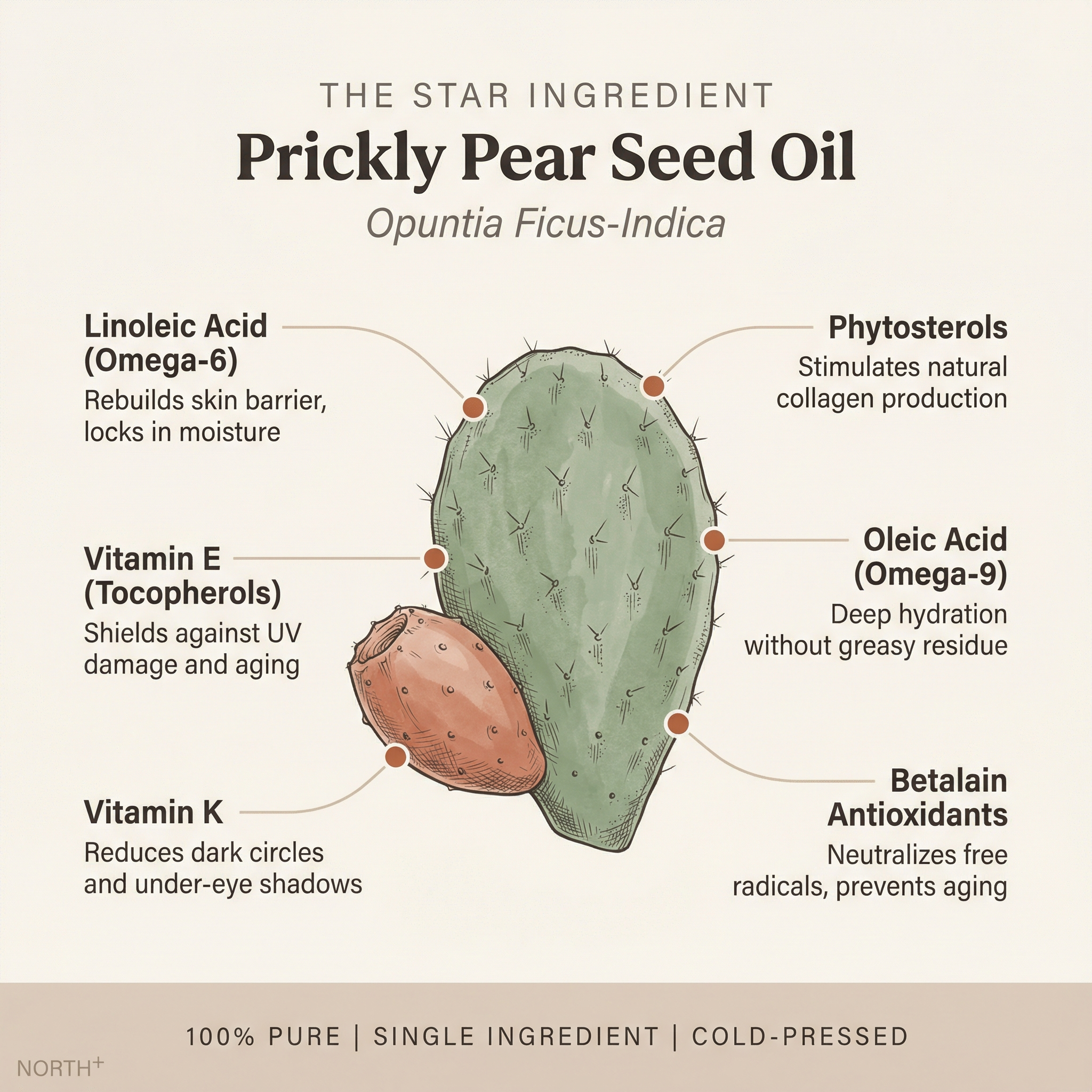 NORTH+ Prickly Pear Face Oil