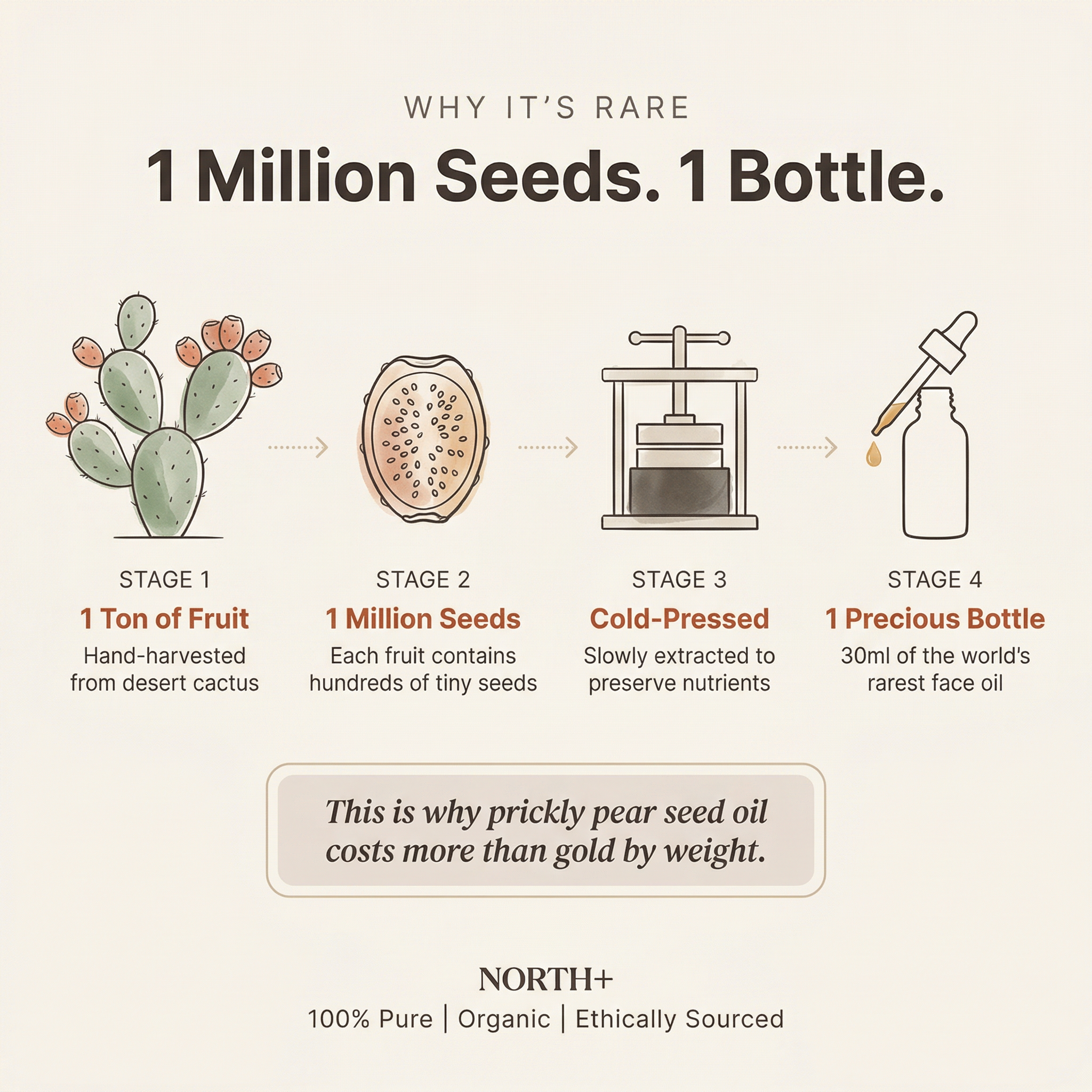 NORTH+ Prickly Pear Face Oil